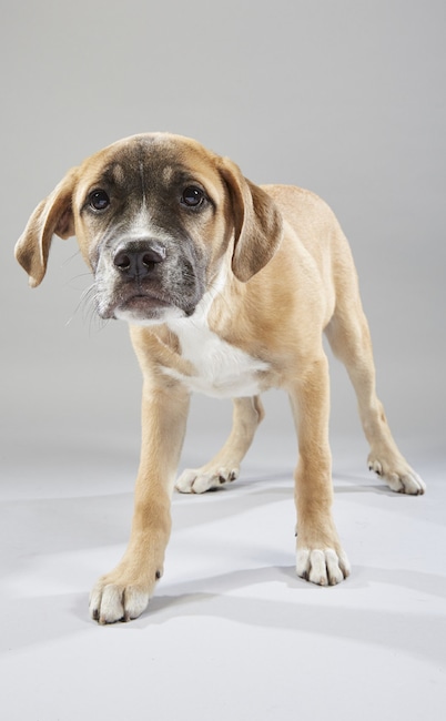 Puppy Bowl XV